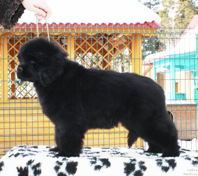 Фото: Акватория Келвин Урсула