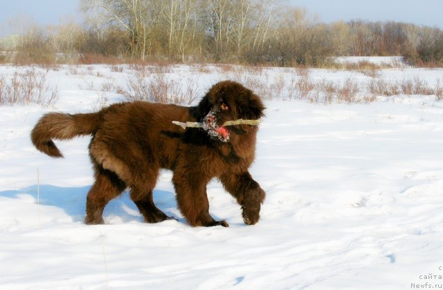 Фотография № 88197