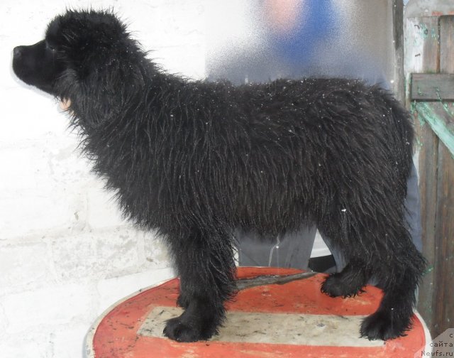 Фото: ньюфаундленд Dusha-Devitsa (Душа-Девица)