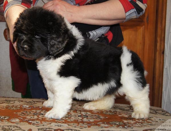 Фото: ньюфаундленд Super Bizon Zlatogor (Супер Бизон Златогор)