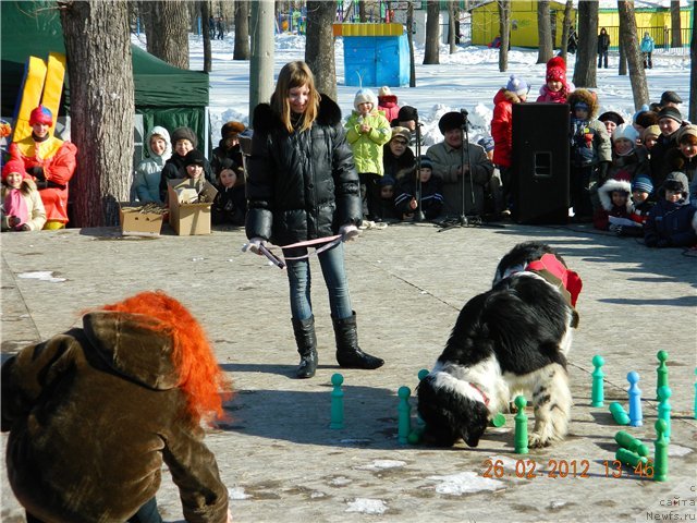 Фото: ньюфаундленд Vesnushka na Shastie (Веснушка на Счастье)