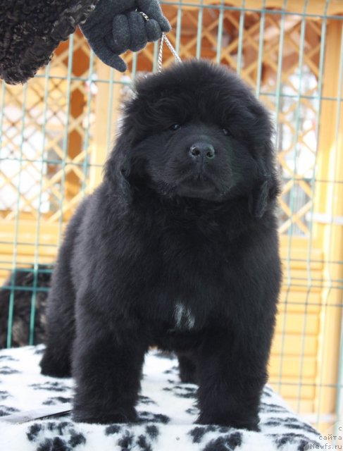 Фото: ньюфаундленд Akvatoriya Kelvin Zaskiya (Акватория Келвин Заския)