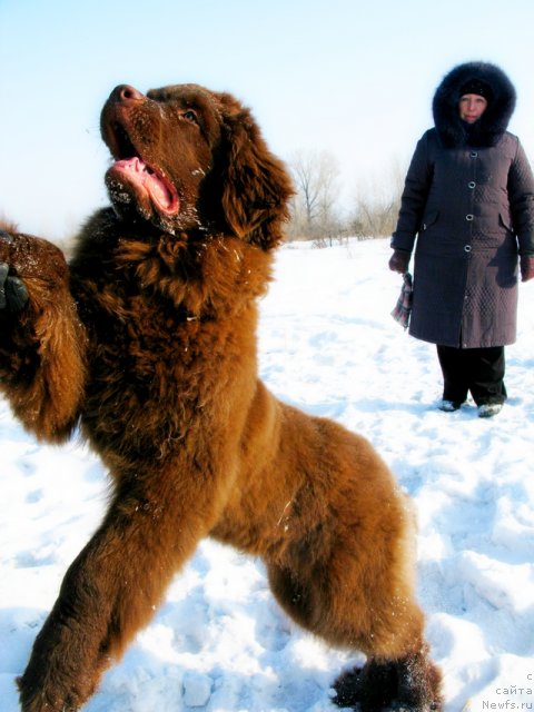 Фото: ньюфаундленд Fakturnyi Frukt s Berega Dona (Фактурный Фрукт с Берега Дона)