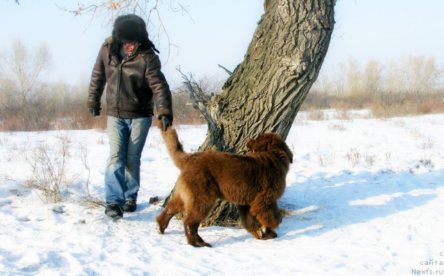 Фото: ньюфаундленд Fakturnyi Frukt s Berega Dona (Фактурный Фрукт с Берега Дона)