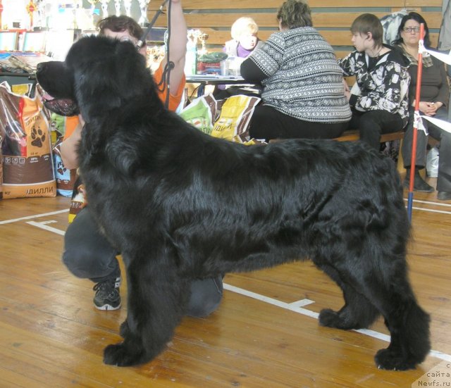 Фотография № 88250