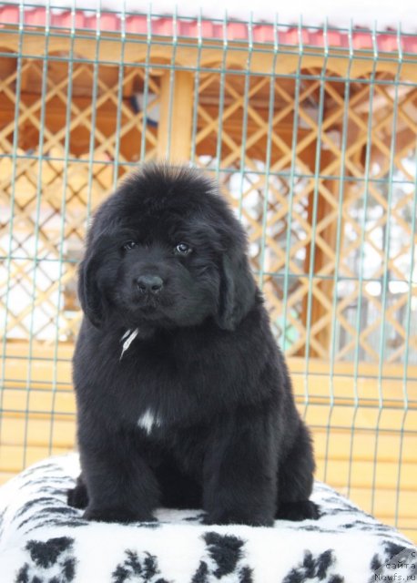 Фото: ньюфаундленд Akvatoriya Kelvin Zaskiya (Акватория Келвин Заския)