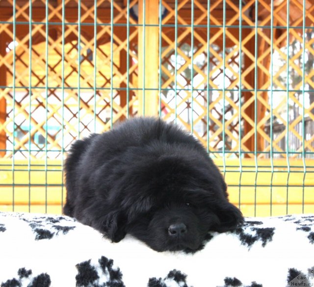 Фото: ньюфаундленд Akvatoriya Kelvin Zaskiya (Акватория Келвин Заския)