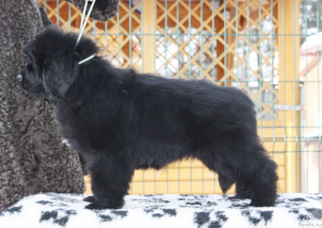 Фото: ньюфаундленд Akvatoriya Kelvin Zaskiya (Акватория Келвин Заския)