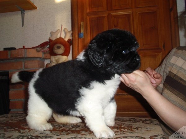 Фото: дети, ньюфаундленд Super Premium Zheneva (Супер Премиум Женева)