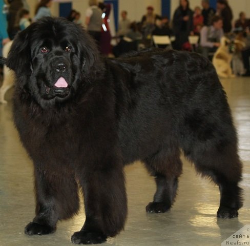 Фото: ньюфаундленд Plushevaya Panda Ustinja Savelevna (Плюшевая Панда Устинья Савельевна)