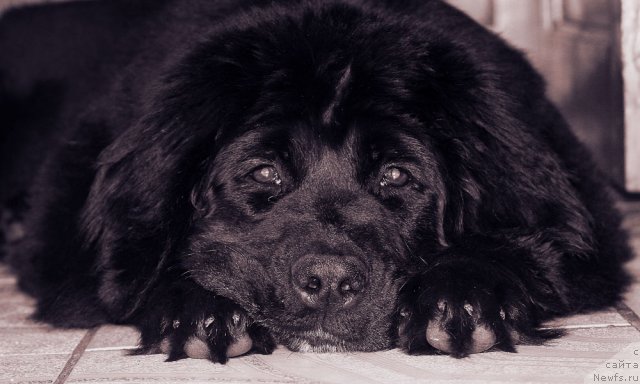 Фотография № 88313