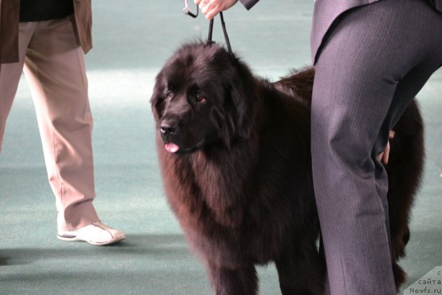 Фото: ньюфаундленд Aleksandriya Moya Radost' (Александрия Моя Радость)