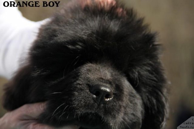 Фотография № 88325