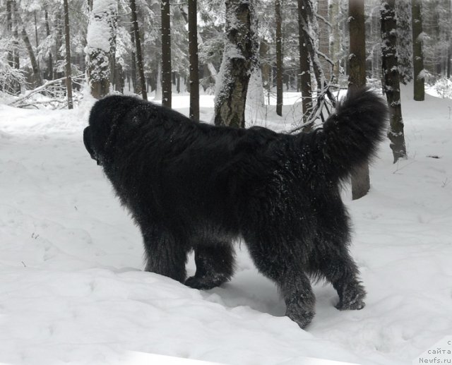 Фото: ньюфаундленд Kloofbears My Dream for Sent Djons