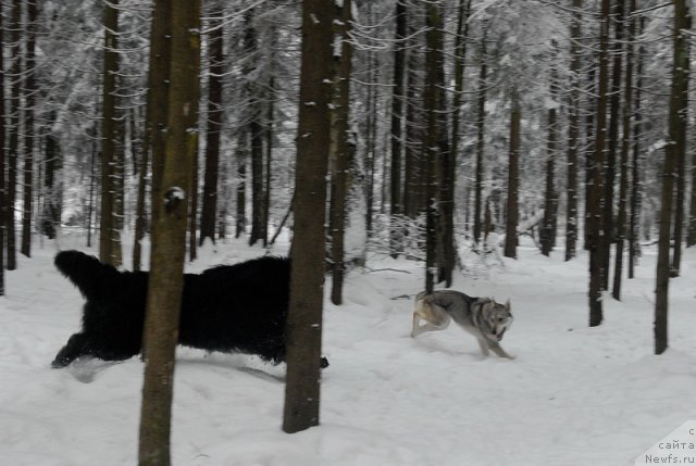 Фото: ньюфаундленд Kloofbears My Dream for Sent Djons