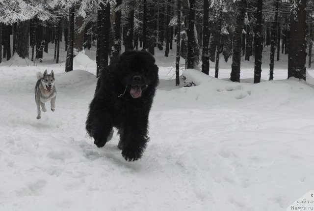 Фото: ньюфаундленд Kloofbears My Dream for Sent Djons