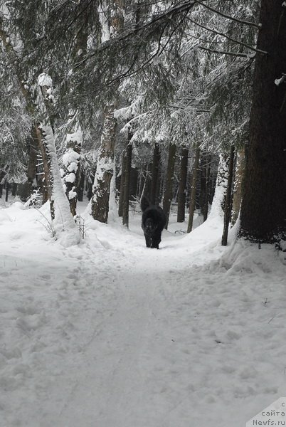 Фотография № 88370