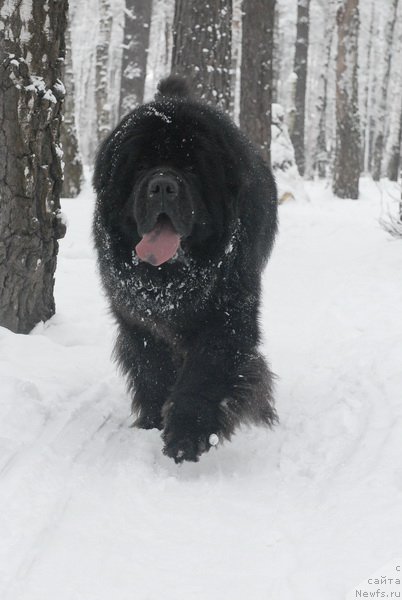 Фотография № 88372