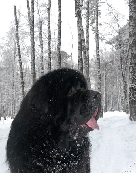 Фото: ньюфаундленд Kloofbears My Dream for Sent Djons