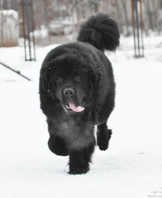 Фото: ньюфаундленд Beguschaya po Volnam Zurbagan (Бегущая по Волнам Зурбаган)