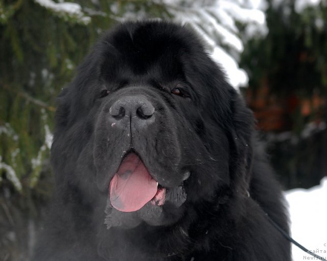 Фотография № 88380