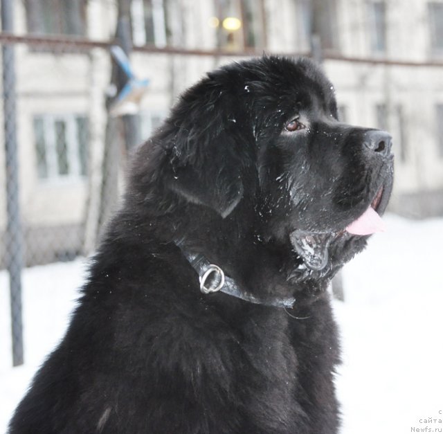 Фото: ньюфаундленд Beguschaya po Volnam Zurbagan (Бегущая по Волнам Зурбаган)