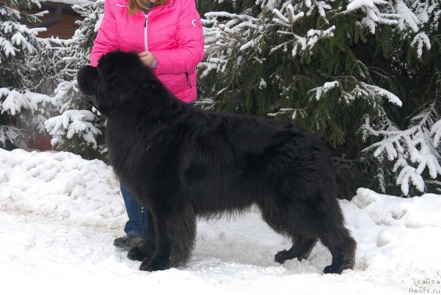 Фото: ньюфаундленд Kloofbears My Dream for Sent Djons