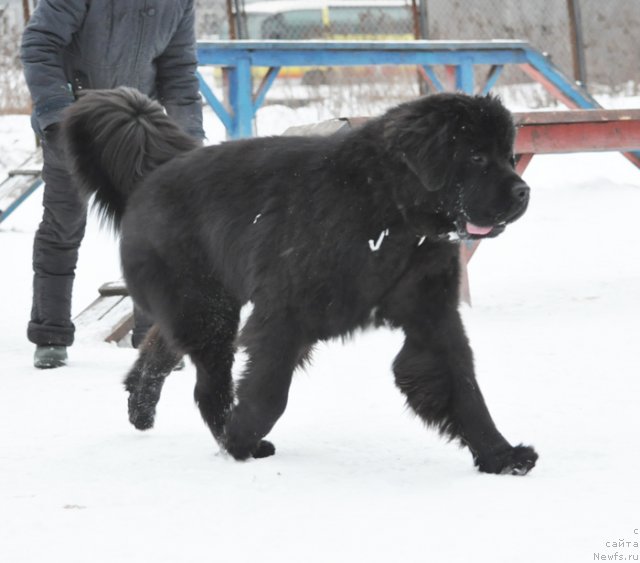 Фото: ньюфаундленд Beguschaya po Volnam Zurbagan (Бегущая по Волнам Зурбаган)