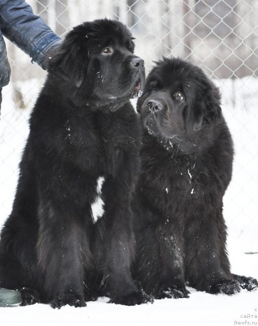 Фото: ньюфаундленд Beguschaya po Volnam Zurbagan (Бегущая по Волнам Зурбаган), ньюфаундленд Beguschaya po Volnam Dancing Queen (Бегущая по Волнам Дансинг Квин)