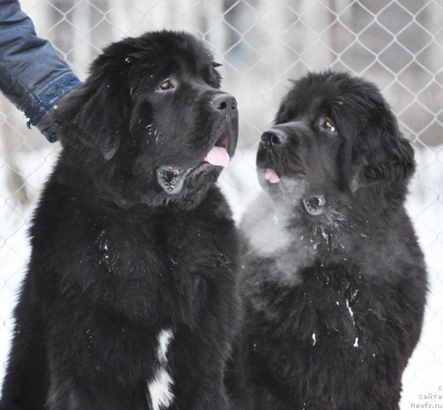 Фото: ньюфаундленд Beguschaya po Volnam Zurbagan (Бегущая по Волнам Зурбаган), ньюфаундленд Beguschaya po Volnam Dancing Queen (Бегущая по Волнам Дансинг Квин)