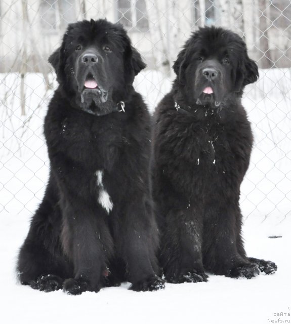 Фото: ньюфаундленд Beguschaya po Volnam Zurbagan (Бегущая по Волнам Зурбаган), ньюфаундленд Beguschaya po Volnam Dancing Queen (Бегущая по Волнам Дансинг Квин)