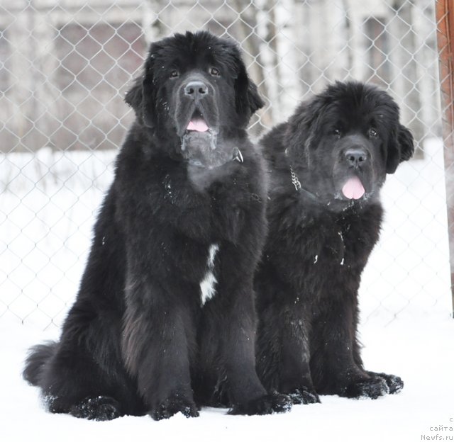 Фото: ньюфаундленд Beguschaya po Volnam Zurbagan (Бегущая по Волнам Зурбаган), ньюфаундленд Beguschaya po Volnam Dancing Queen (Бегущая по Волнам Дансинг Квин)
