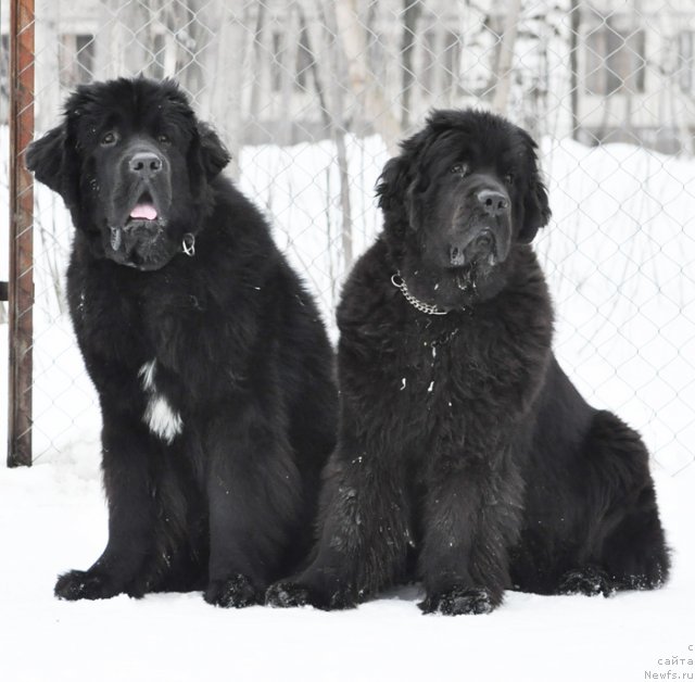 Фото: ньюфаундленд Beguschaya po Volnam Zurbagan (Бегущая по Волнам Зурбаган), ньюфаундленд Beguschaya po Volnam Dancing Queen (Бегущая по Волнам Дансинг Квин)
