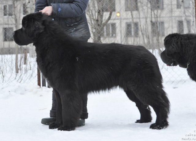Фото: ньюфаундленд Beguschaya po Volnam Zurbagan (Бегущая по Волнам Зурбаган)