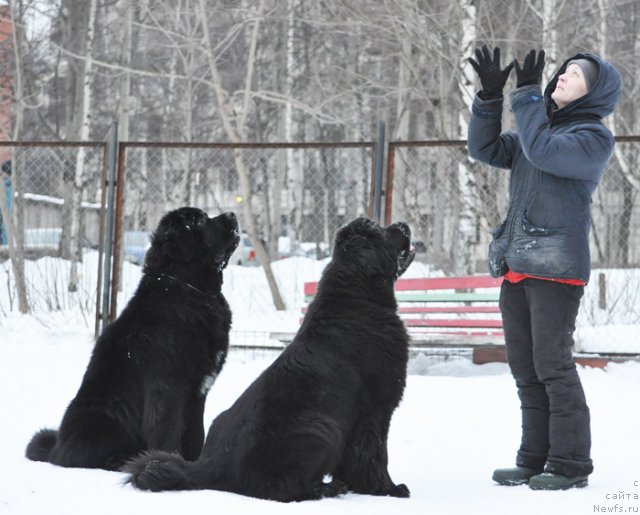 Фото: ньюфаундленд Beguschaya po Volnam Zurbagan (Бегущая по Волнам Зурбаган), ньюфаундленд Beguschaya po Volnam Dancing Queen (Бегущая по Волнам Дансинг Квин), Ol'ga Koroleva (Ольга Королева)