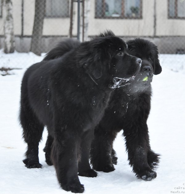 Фото: ньюфаундленд Beguschaya po Volnam Zurbagan (Бегущая по Волнам Зурбаган), ньюфаундленд Beguschaya po Volnam Dancing Queen (Бегущая по Волнам Дансинг Квин)