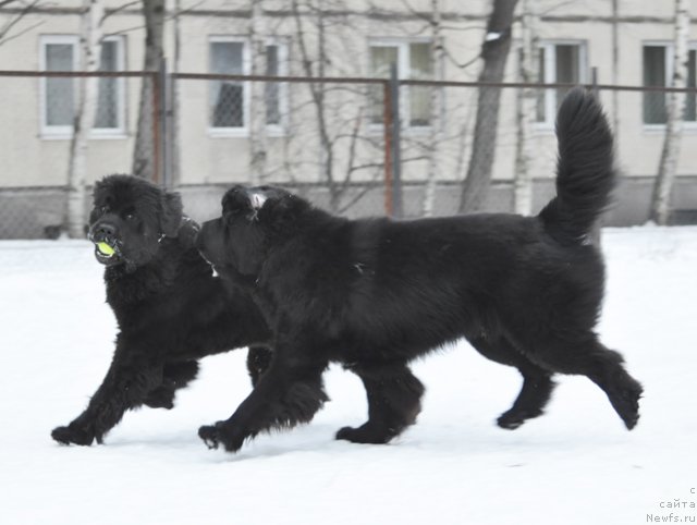 Фото: ньюфаундленд Beguschaya po Volnam Zurbagan (Бегущая по Волнам Зурбаган), ньюфаундленд Beguschaya po Volnam Dancing Queen (Бегущая по Волнам Дансинг Квин)