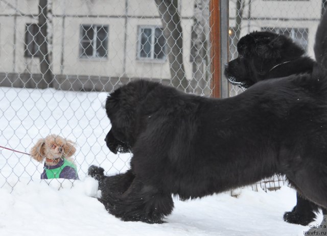 Фото: ньюфаундленд Beguschaya po Volnam Dancing Queen (Бегущая по Волнам Дансинг Квин), ньюфаундленд Beguschaya po Volnam Zurbagan (Бегущая по Волнам Зурбаган)