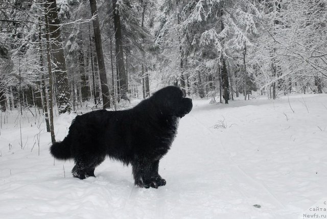 Фотография № 88395