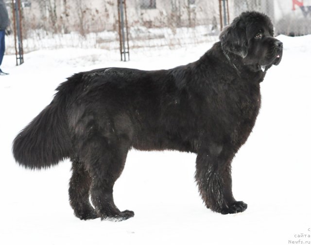 Фото: ньюфаундленд Beguschaya po Volnam Dancing Queen (Бегущая по Волнам Дансинг Квин)