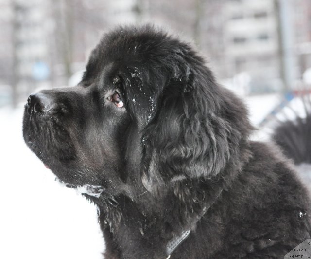 Фото: ньюфаундленд Beguschaya po Volnam Dancing Queen (Бегущая по Волнам Дансинг Квин)