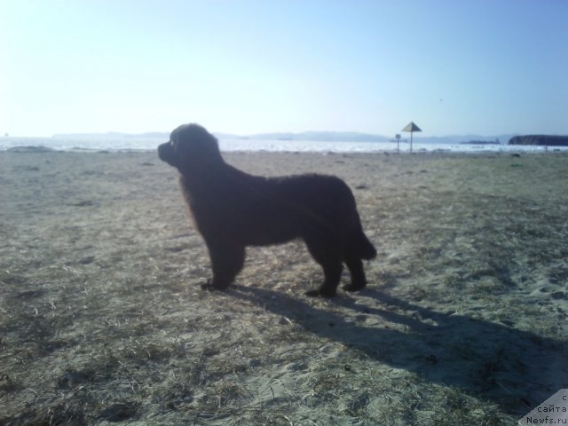 Фото: ньюфаундленд Sent Djons SHarlotta (Сент Джонс Шарлотта)