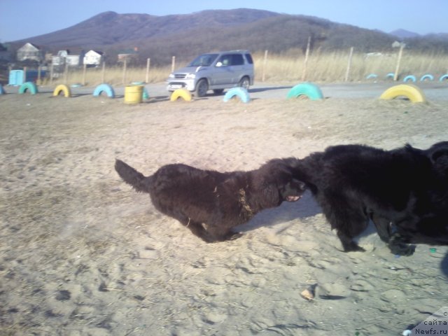 Фото: ньюфаундленд Sent Djons SHarlotta (Сент Джонс Шарлотта)