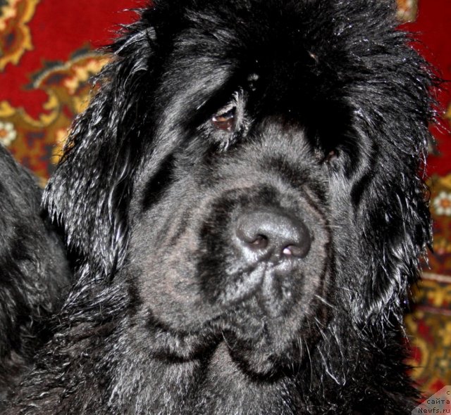 Фотография № 88407