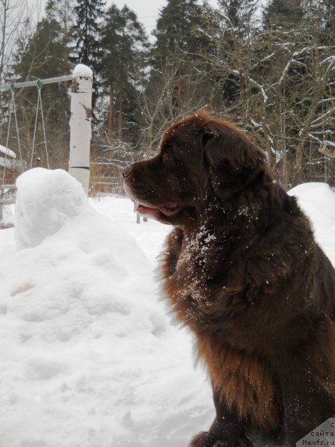 Фото: ньюфаундленд Fann'yuf Akudzyava Nazarovna (Фанньюф Акудзява Назаровна)