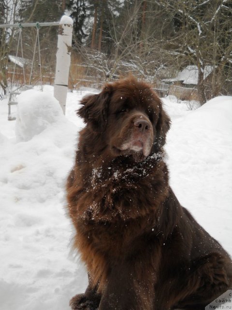 Фото: ньюфаундленд Fann'yuf Akudzyava Nazarovna (Фанньюф Акудзява Назаровна)