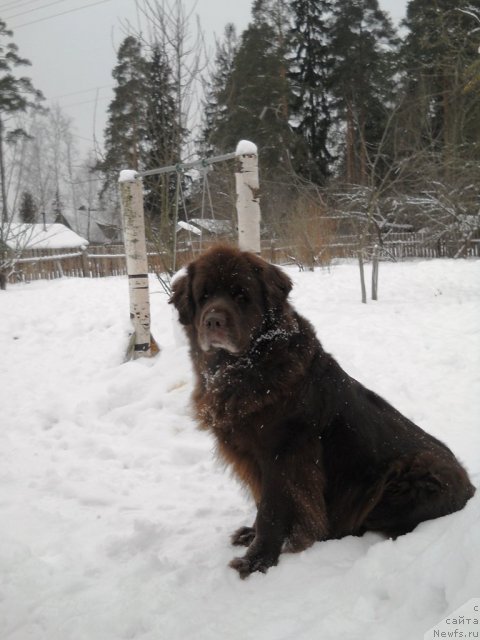 Фото: ньюфаундленд Fann'yuf Akudzyava Nazarovna (Фанньюф Акудзява Назаровна)