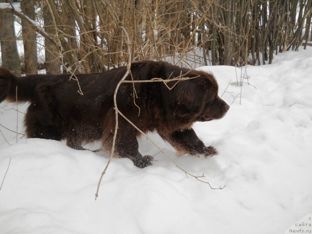 Фото: ньюфаундленд Fann'yuf Akudzyava Nazarovna (Фанньюф Акудзява Назаровна)