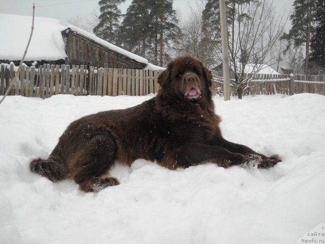 Фото: ньюфаундленд Fann'yuf Akudzyava Nazarovna (Фанньюф Акудзява Назаровна)