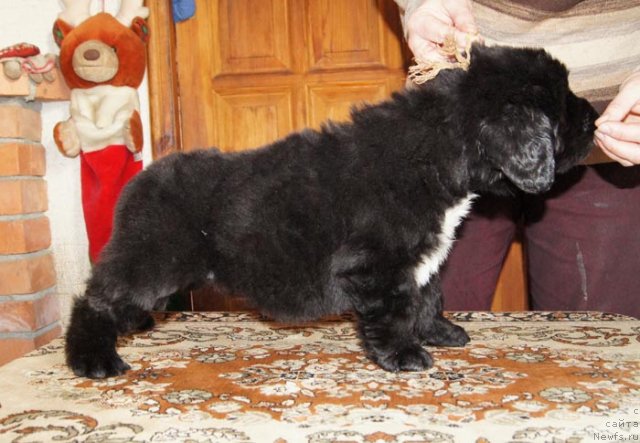 Фото: ньюфаундленд Super Bizon Zarina (Супер Бизон Зарина)